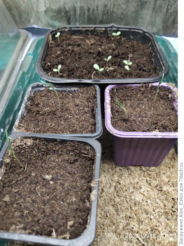 На заднем плане хризантемы мультифлоры