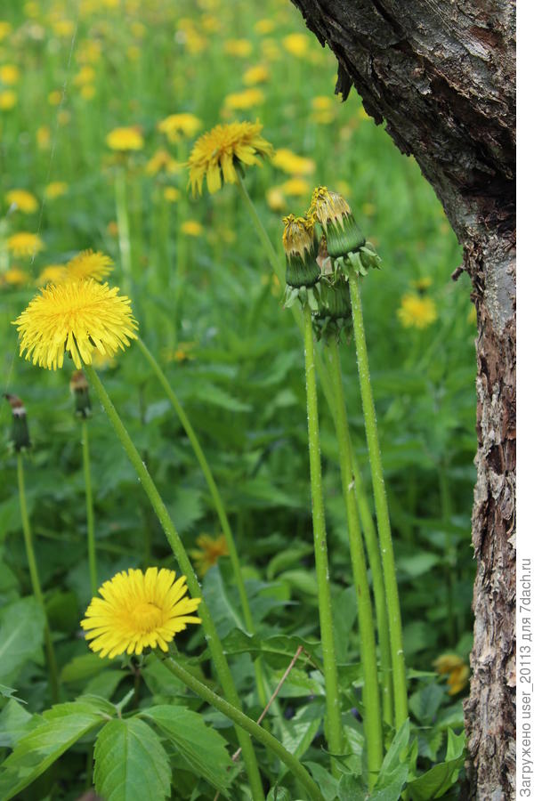 Заговорщики