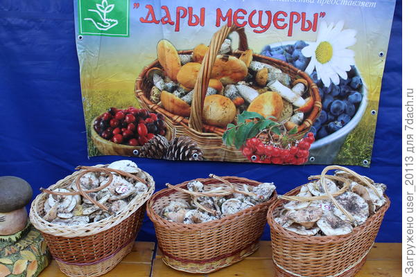 Грузди