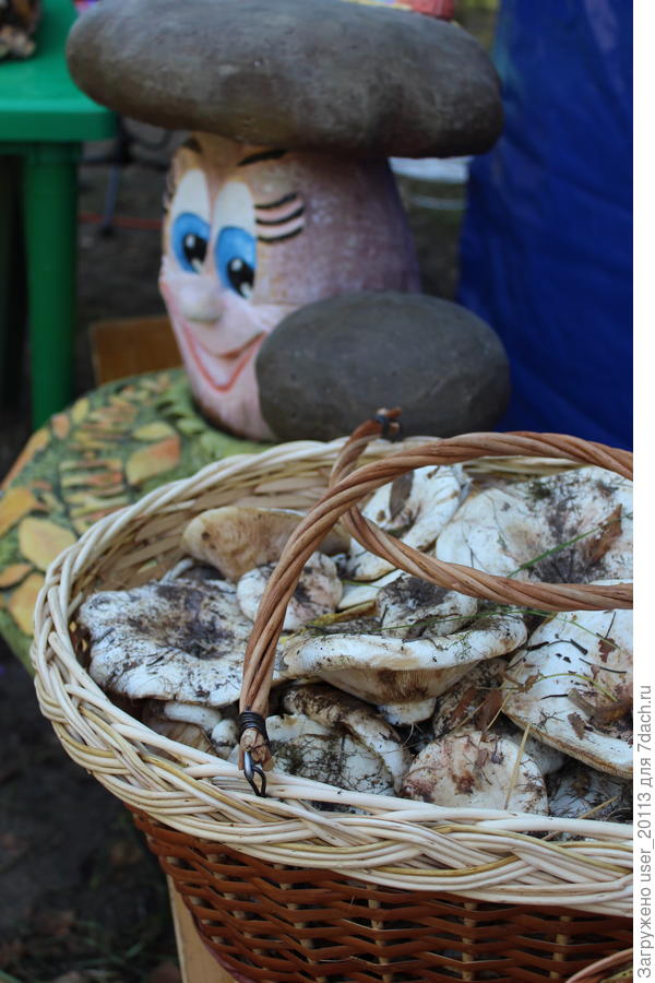 Грибы