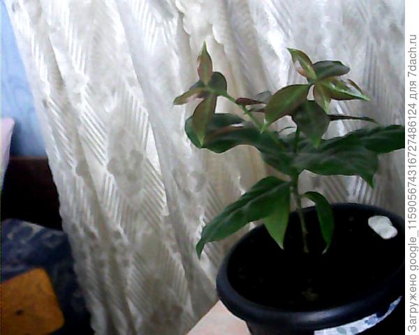 Как он называется