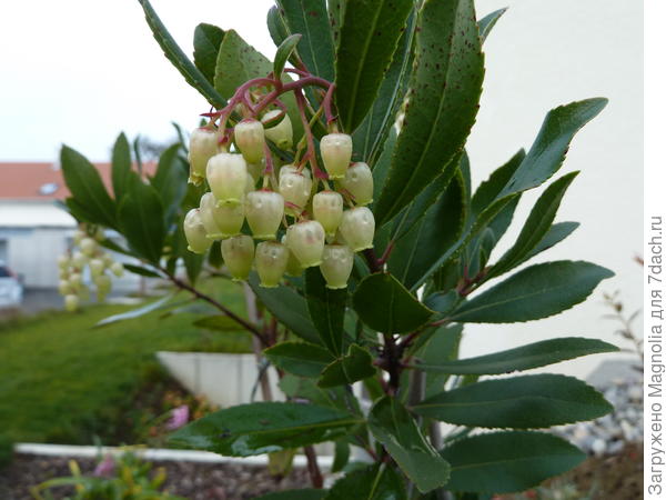 Земляничник цветет