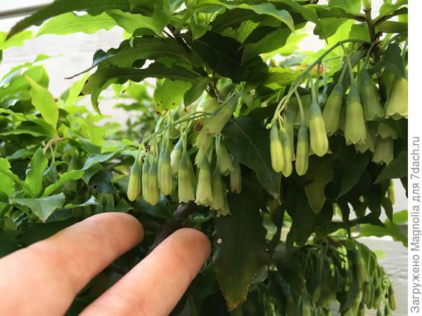 Bluedrop голубика