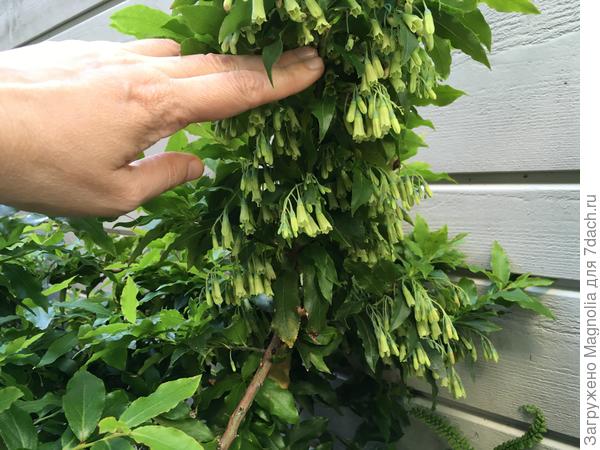 Bluedrop голубика с цветами