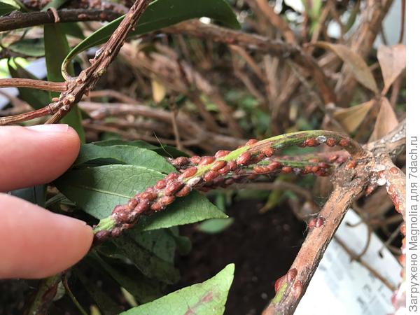 Паразиты на Пиерисе