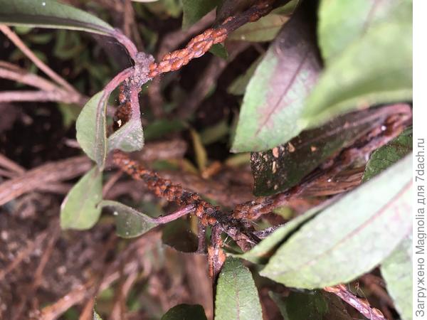 Паразиты на Пиерисе