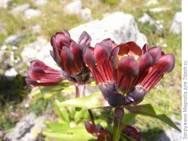 дикий высокогорный цветок