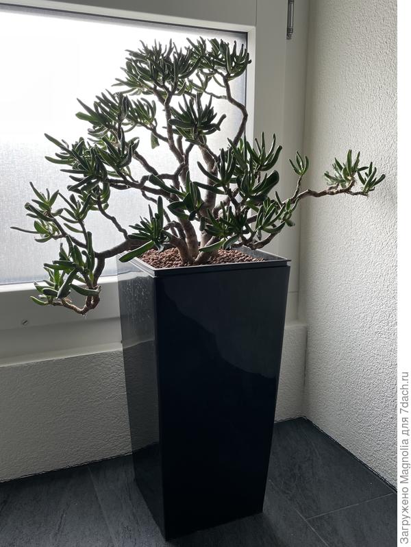 Толстянка в виде бонсай