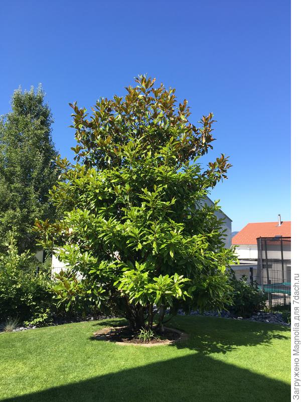 Magnólia grandiflóra