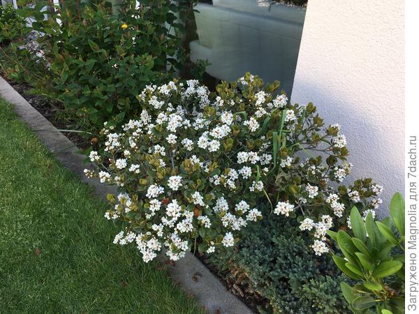 Иглочешуйник зонтичный