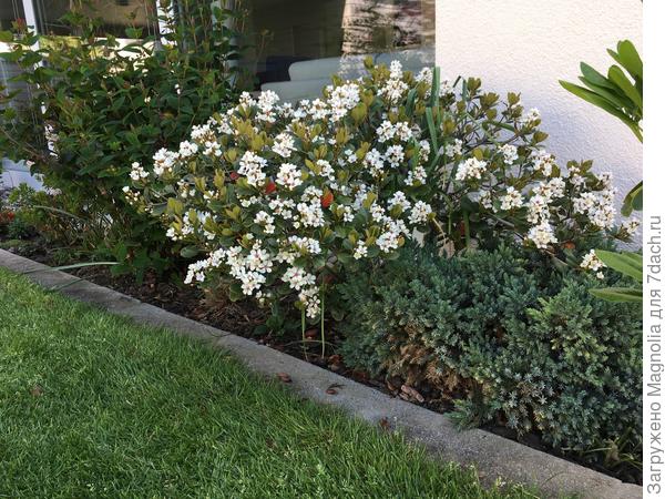 Иглочешуйник зонтичный