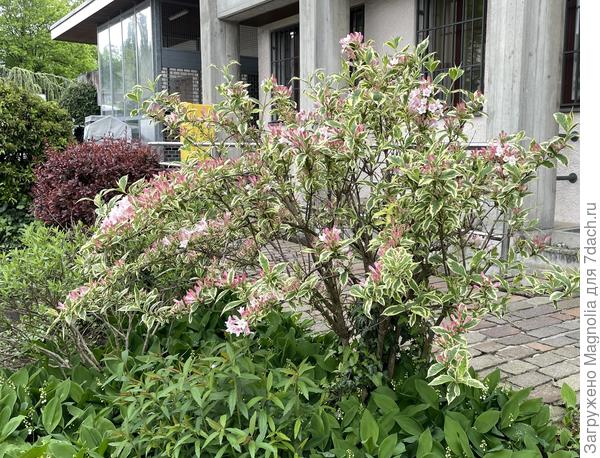 тот же самый куст