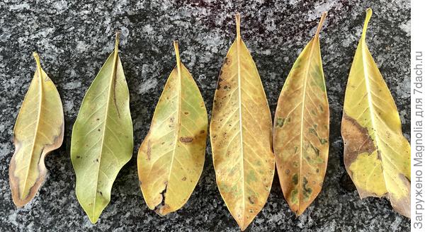 Магнолия листья с обратной стороны