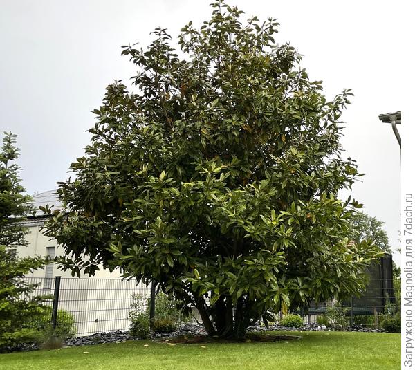 Магнолия крупноцветковая