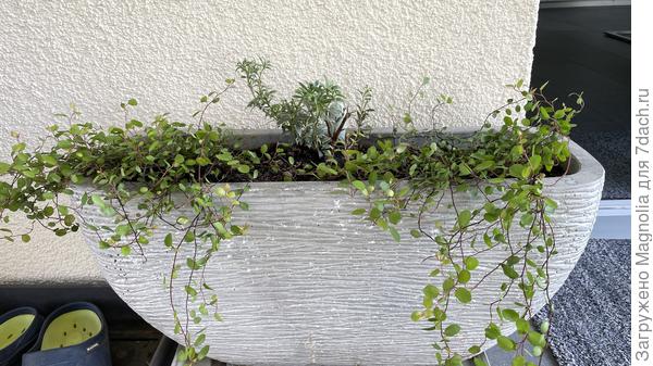 Пиерис и Мюленбекия