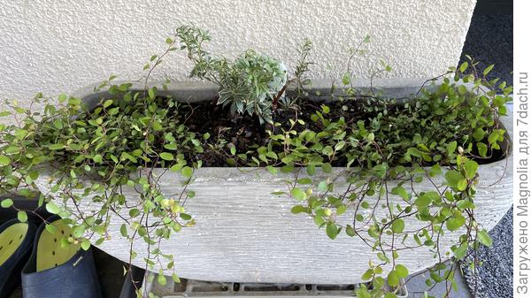 Пиерис и Мюленбекия