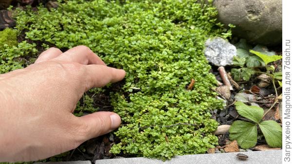 Корсиканская мята