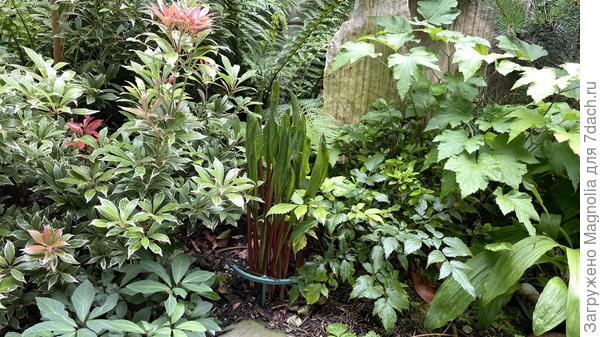 2 каллы, перезимовавшие в почве