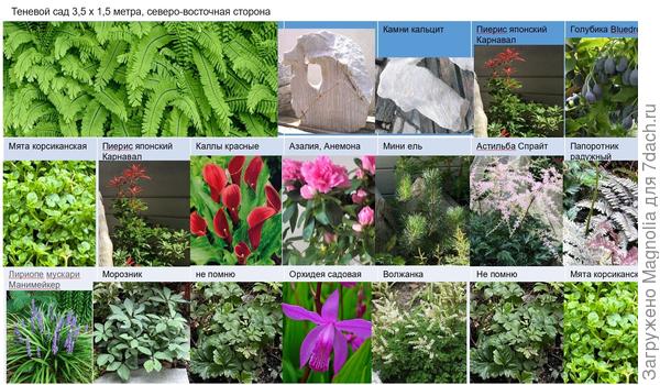 Теневой малоуходный сад