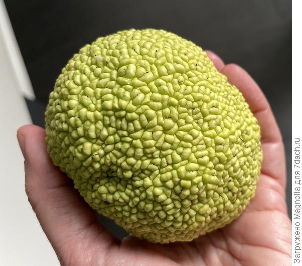 фрукт или шишка.