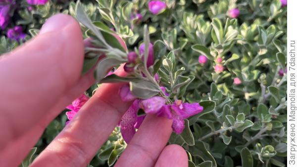 красивый куст 3