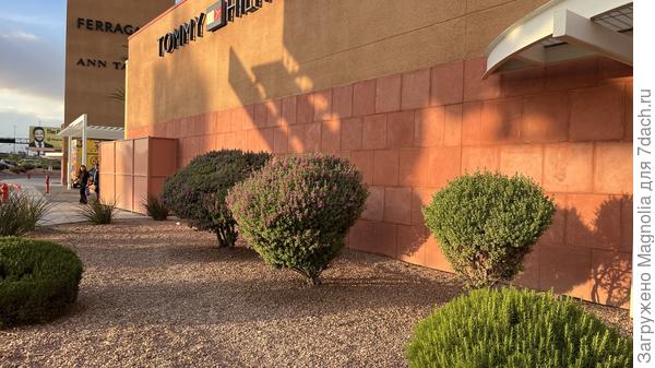 красивый куст 4