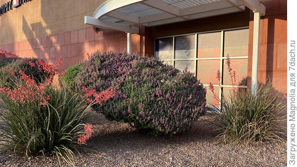 красивый куст 2