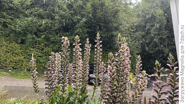 цветы - свечки