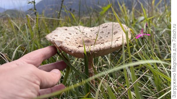 гриб-богатырь на лесной опушке