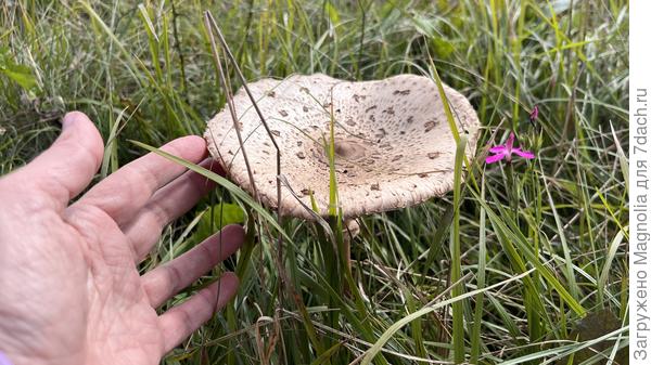 гриб-богатырь на лесной опушке