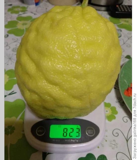 Лимон Юбилейный