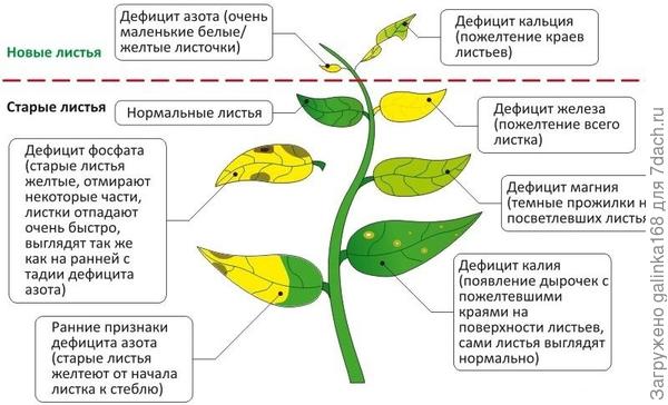 Опадают листья у дерева лимона: Как предотвратить сбрасывание листьев?