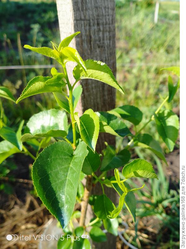 Черешня Ипуть