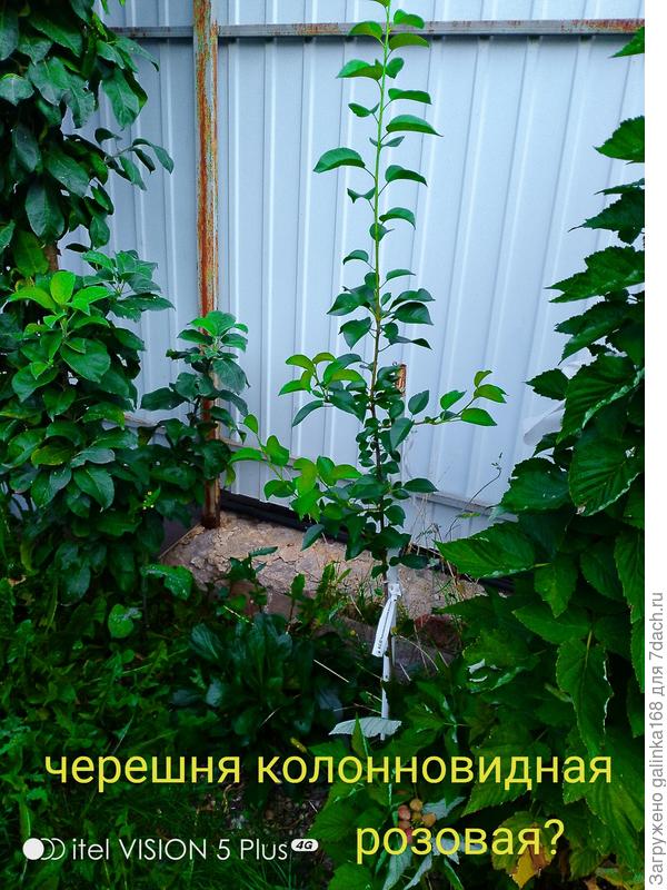 Черешня или груша?