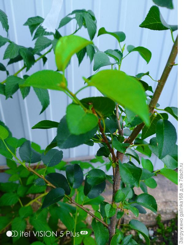 Листья груши? (сзади фоном малина)