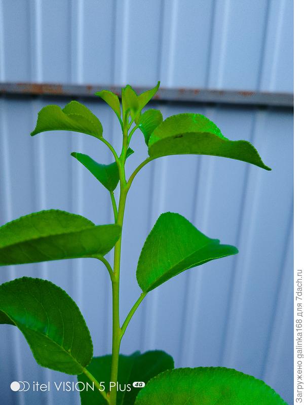 Молодые листики какого дерева?