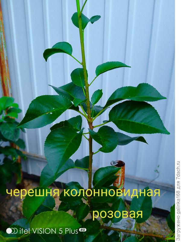 Черешня, груша или тополь?