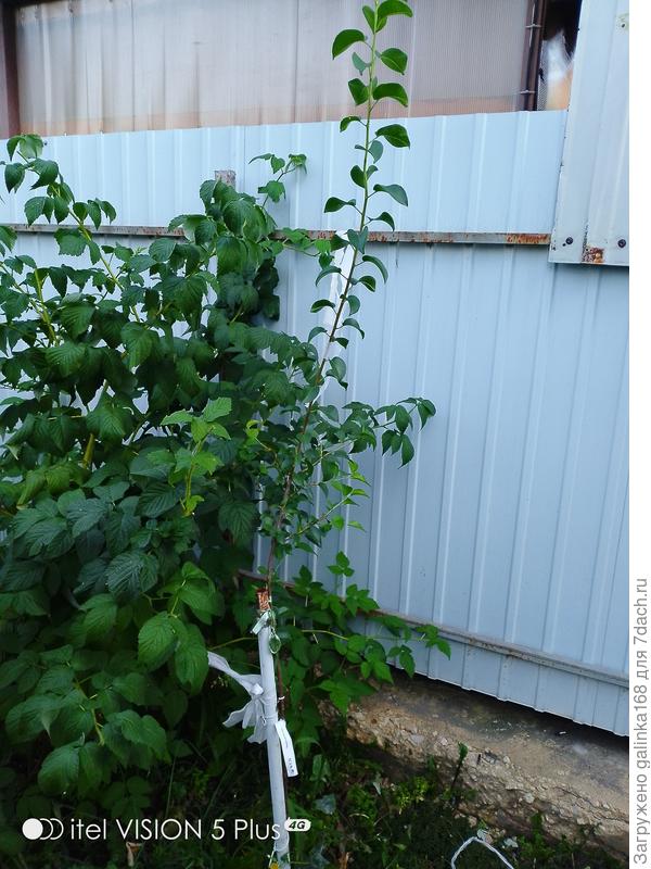 Какое деревце у меня выдуло? Может колонновидная груша?