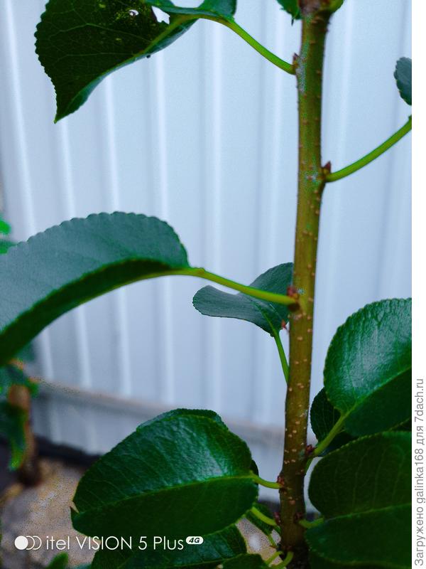 Лист какого дерева?