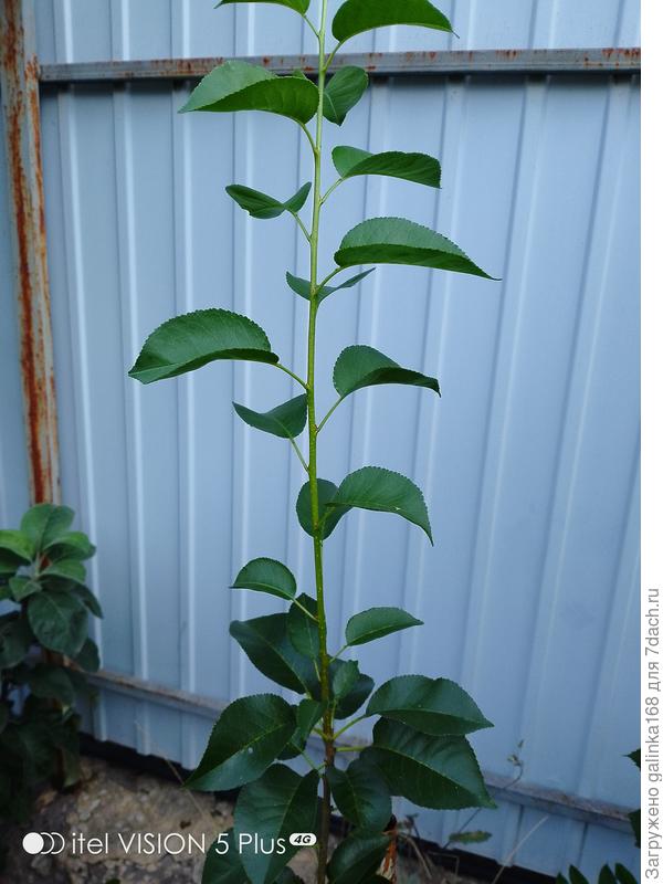 Какое деревце?