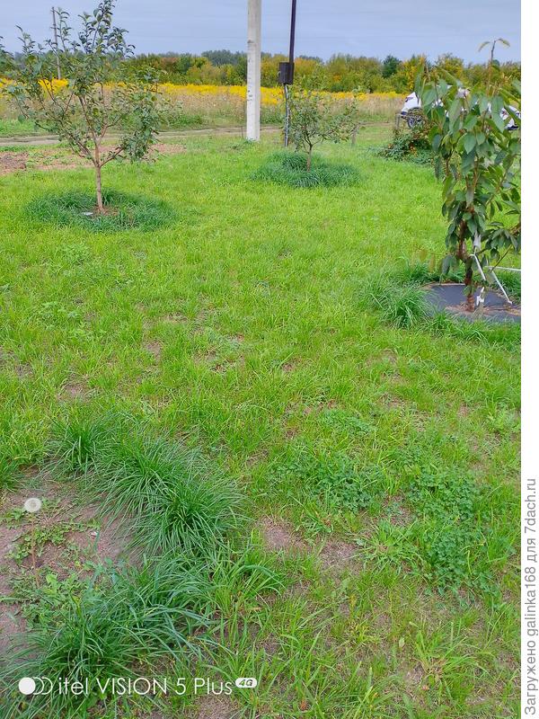 Круги из осоки