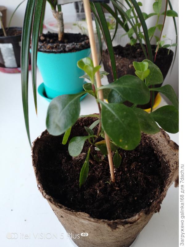 Не знамо что..