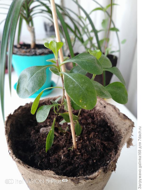 Не знамо что..