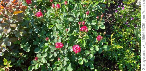 Вот помоложе фото