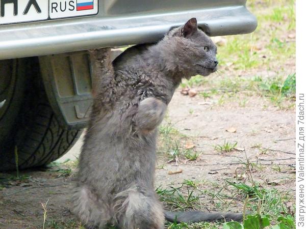 Снимай колесо, Василий! Не увезут они нашу Мурку ни в какой город!