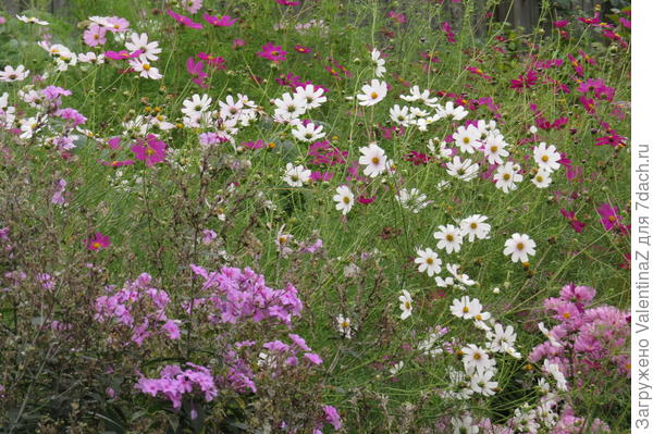 Вот мой лес!