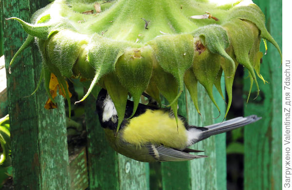 А так вкуснее!