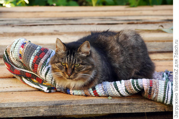 Не отдам! Мой коврик!