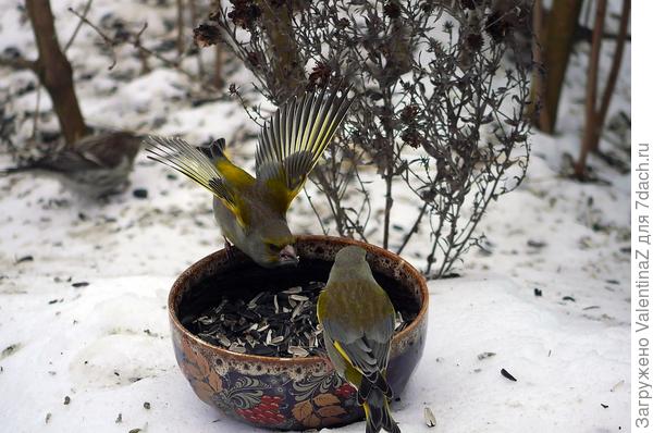 Вот такие они!