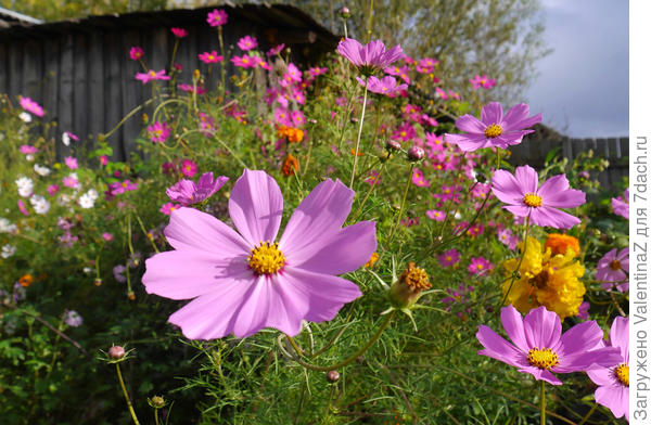 Вот такой лес вырастает ...но я ее люблю!
